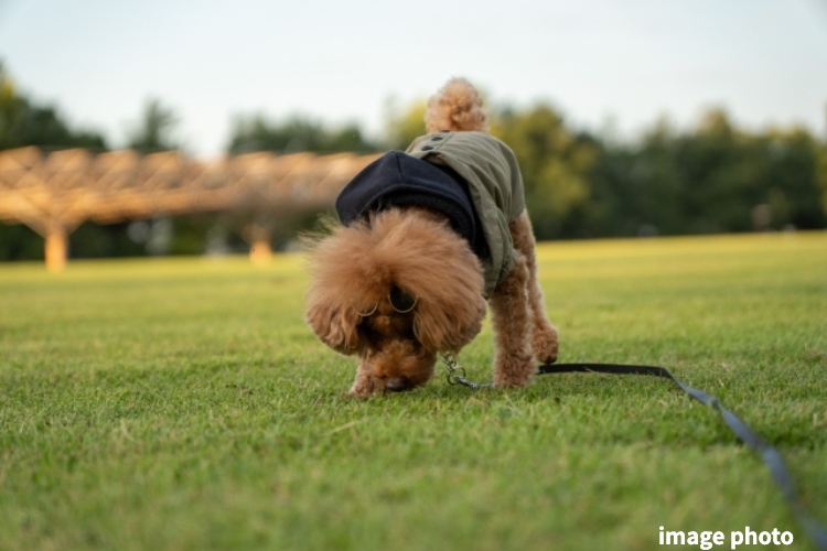 シティタワー東梅田パークフロントのペット足洗い場イメージ画像